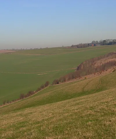 Bockhampton Down In middle distance is a young plantation. Woodland and buildings at Sheepdrove Farm are on the skyline.