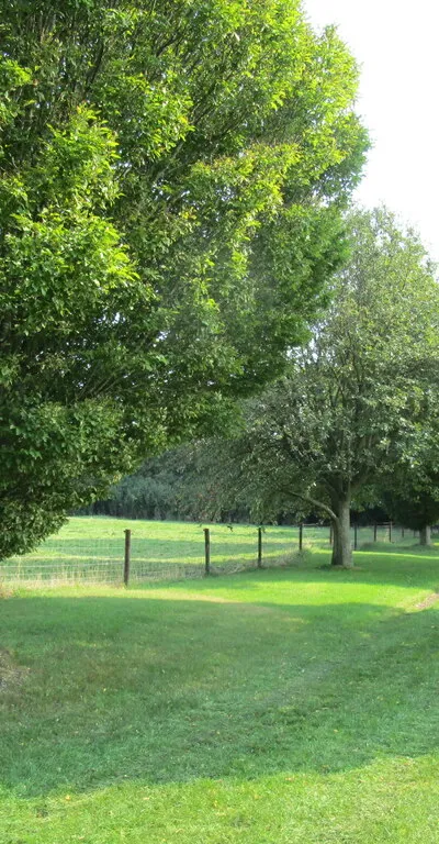Avenue from the church, Throckmorton