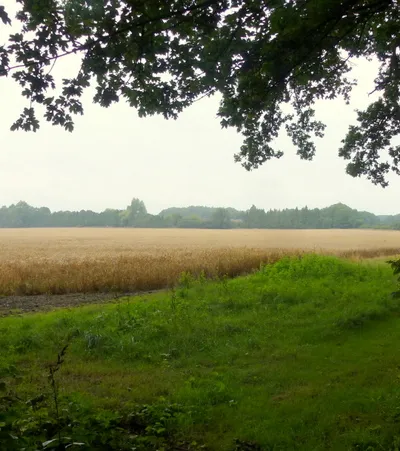 Crop of wheat by a footpath
