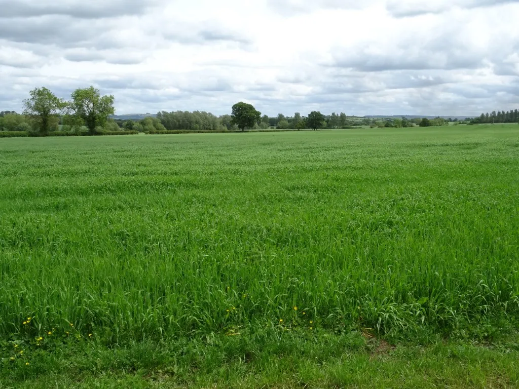 A field of pasture
