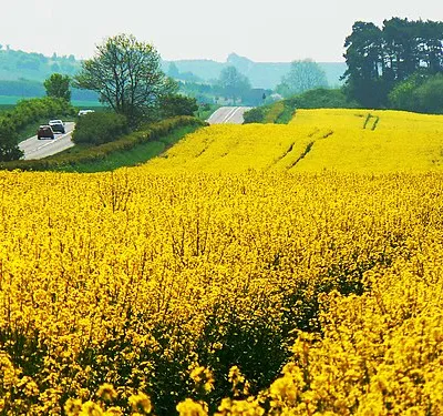 Another Wiltshire oilfield, Chiseldon, Swindon