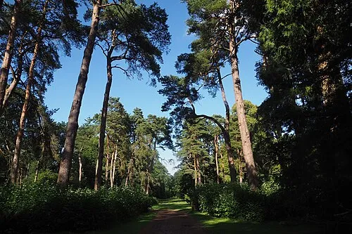 A beautiful Path in Westonbirt