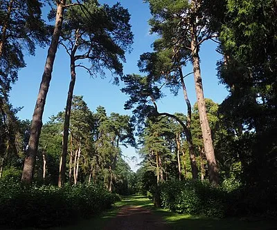 A beautiful Path in Westonbirt