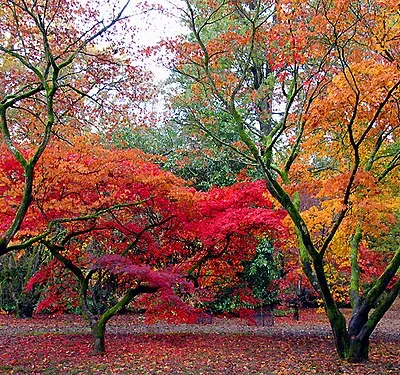 Acer Glade: Westonbirt Arboretum. The autumn of 2004, about one week further on than at the time of this submission.