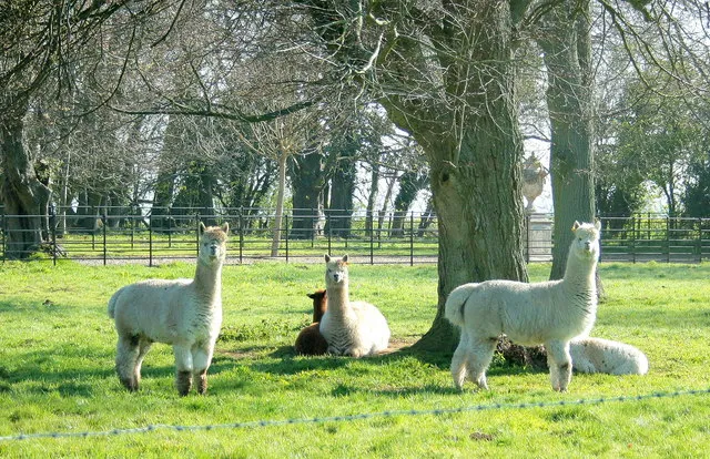 Alpacas at Monks Park Interesting to note the difference in behaviour between these animals and sheep. Whereas sheep would usually flock together and be ready to run, alpacas stay in a group, lift their heads and stare until you are our of sight.
Kept for their fine wool, I was told these females have been separated from the males while they give birth.