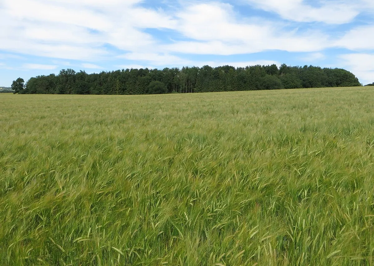 A small wood the other side of the barley field