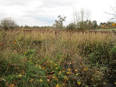 Bullrushes, Croome Park