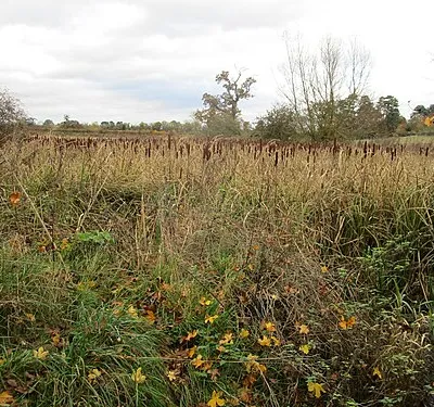 Bullrushes, Croome Park
