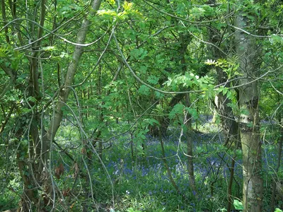 Bluebells in the copse
