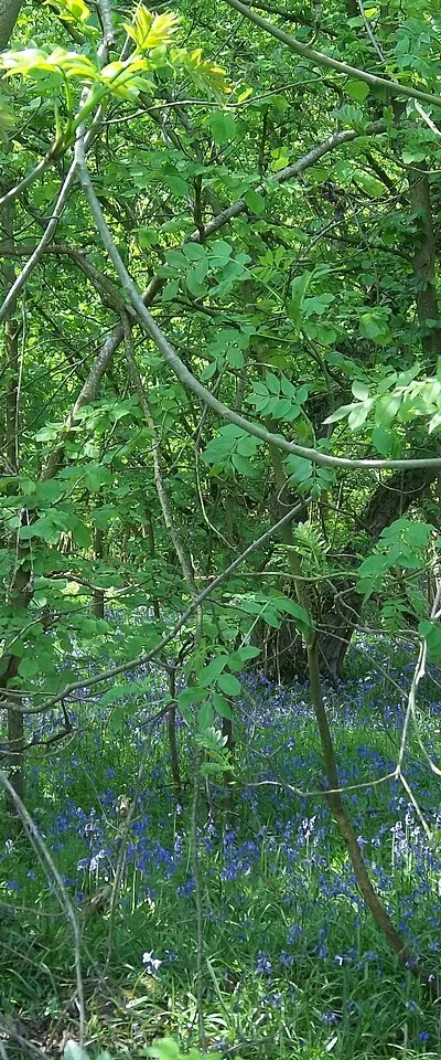 Bluebells in the copse