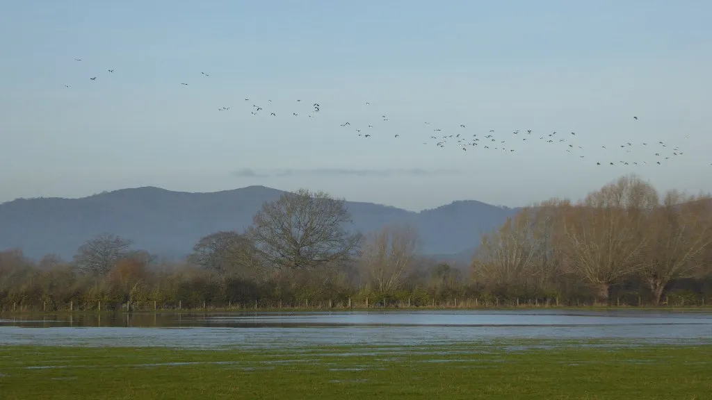 A desert of lapwings over Longdon Marsh