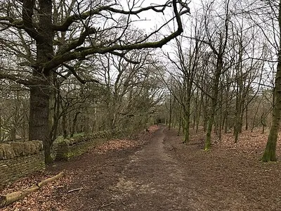 Cotswold Way, trees in winter