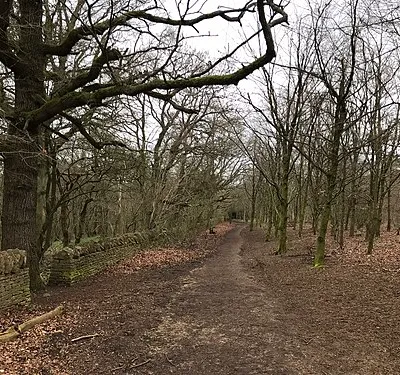 Cotswold Way, trees in winter