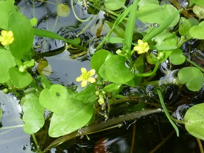 Flowering of the rare Adder's-tongue Spearwort ('Badgeworth Buttercup' - Ranunculus ophioglossifolius) at an Open Day (2012) at the Gloucestershire Wildlife Trust Badgeworth nature reserve (SSSI) in Gloucestershire (England).