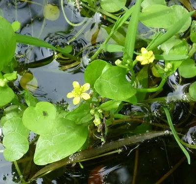 Flowering of the rare Adder's-tongue Spearwort ('Badgeworth Buttercup' - Ranunculus ophioglossifolius) at an Open Day (2012) at the Gloucestershire Wildlife Trust Badgeworth nature reserve (SSSI) in Gloucestershire (England).