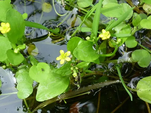 Badgeworth Nature Reserve
