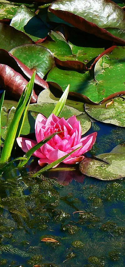 A small pond in Driffield (1)