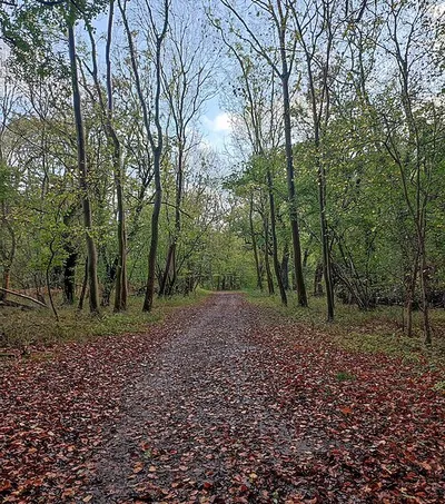 Footpath through Wychwood Forest