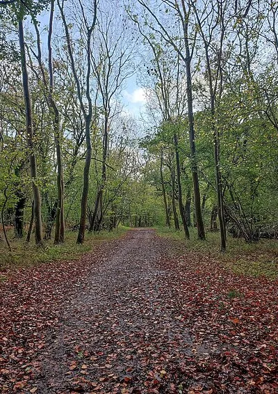 Footpath through Wychwood Forest
