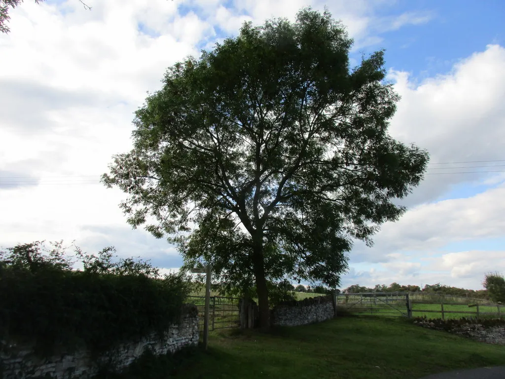 Ash tree and the beginning of a footpath