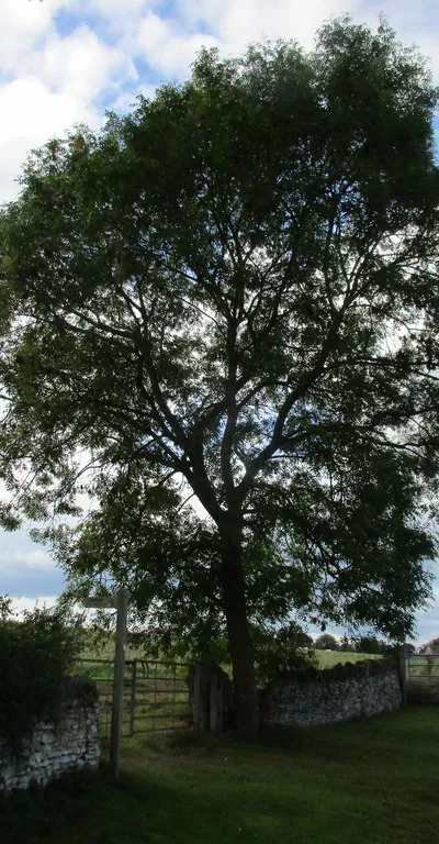 Ash tree and the beginning of a footpath