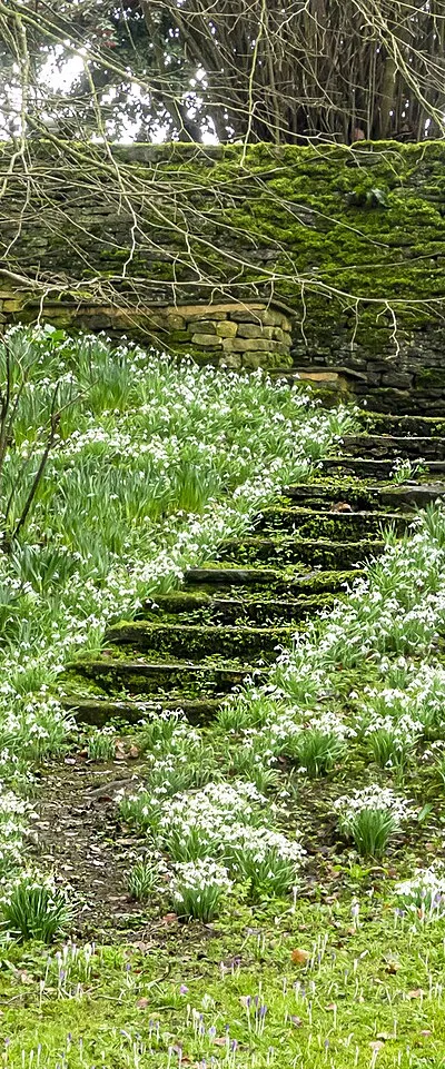 Snowdrop Steps