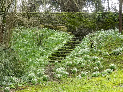 Snowdrop Steps