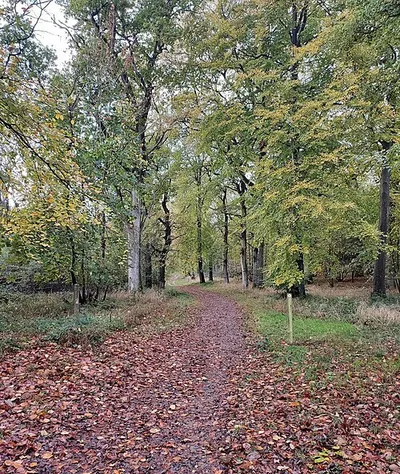 Footpath through Wychwood Forest