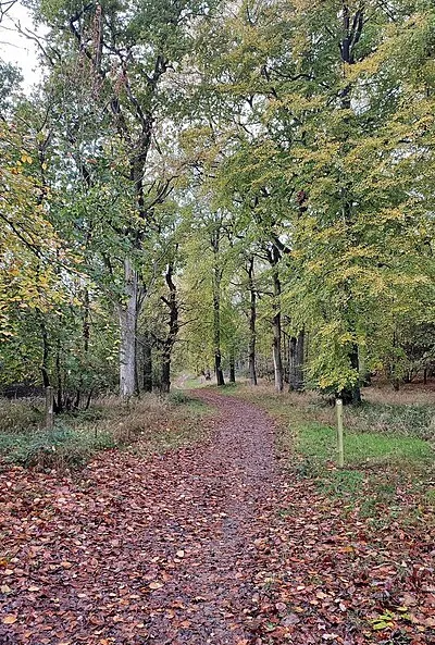 Footpath through Wychwood Forest