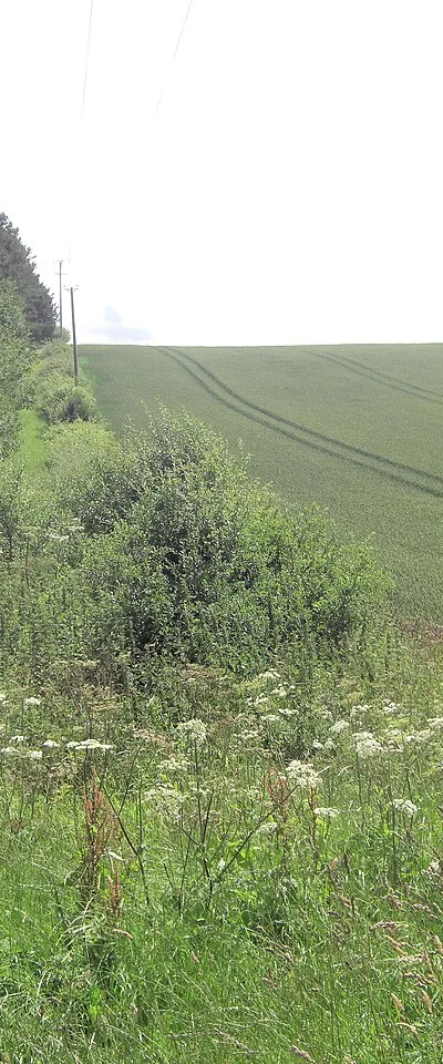 Arable crops and wild field margins beside Catmore Lane