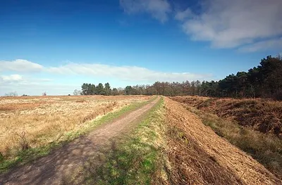 Castle Ring, Cannock Chase, Staffordshire, UK. View from the south east of the Iron Age Hill Fort showing ramparts either side.
