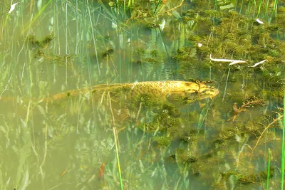 A small pond in Driffield (2)