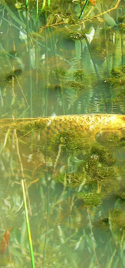 A small pond in Driffield (2)