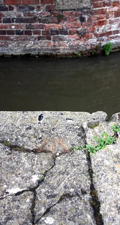 Benchmark on canal bank at Bridge 238
