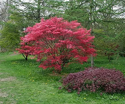 Acers in Westonbirt