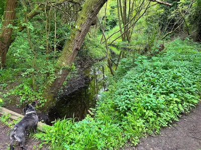A brook in Dry Sandford Nature Reserve