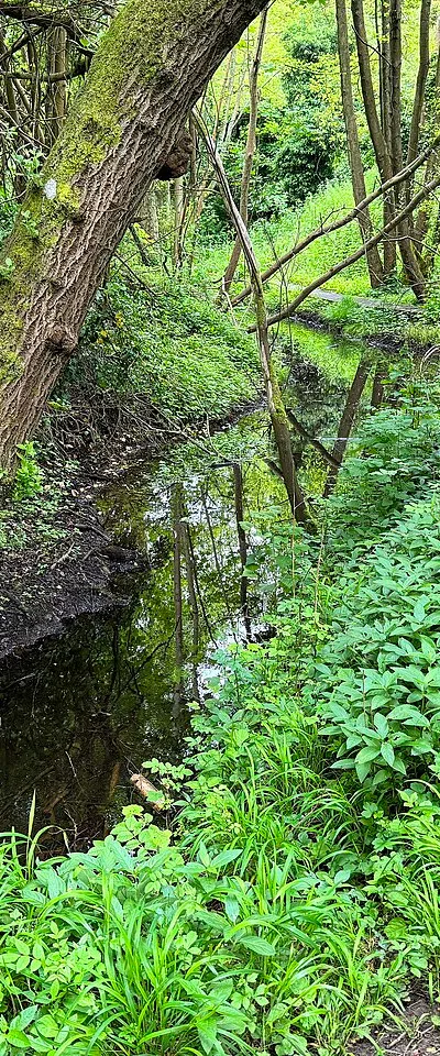 A brook in Dry Sandford Nature Reserve