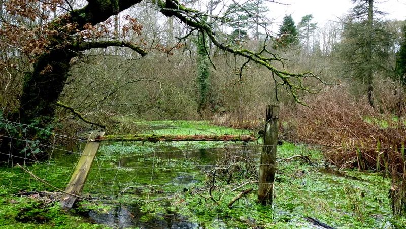 A Cotswold stream, 1