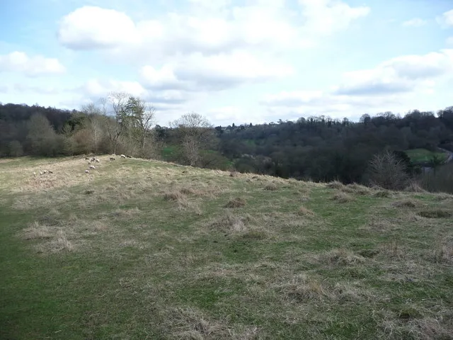 Beside the track above Daneway Sheep graze beside the footpath. View back towards Sapperton village behind.