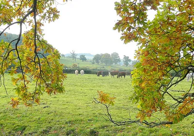 Cattle grazing near Wood Stanway Farm Glimpsed through some autumnally-coloured oak branches.