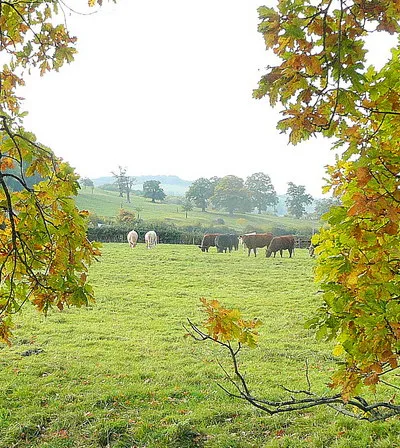 Cattle grazing near Wood Stanway Farm Glimpsed through some autumnally-coloured oak branches.