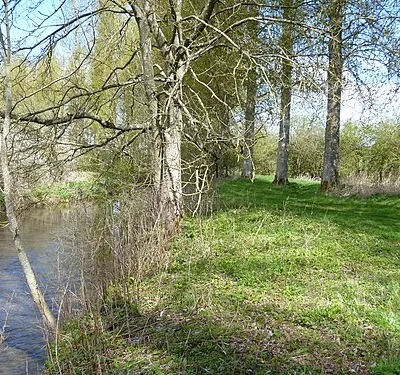 Along the river bank