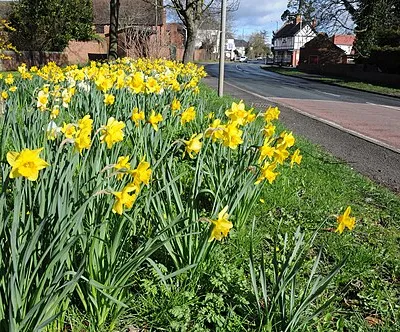 Daffodils in Kempsey
