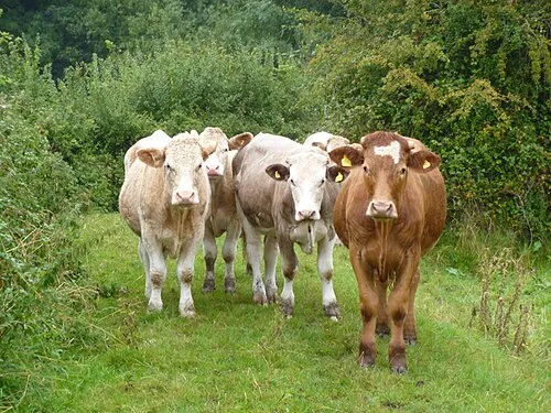 Shorncote Reedbeds