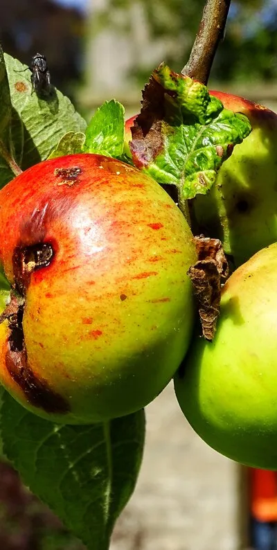 Apples, Quenington