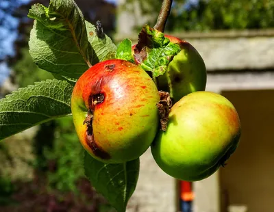 Apples, Quenington