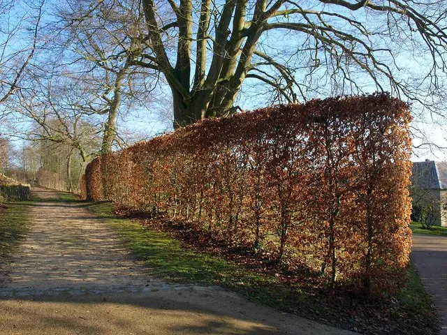 Beech hedge, Ozleworth