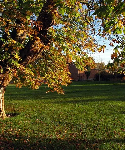 Chestnut Tree at Weston Court. This square is mostly farmland. Weston Court and Farm is situated in the western half of the square. Weston Court buildings at the entrance are seen in the background of this picture.