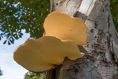 Bracket fungi on Horse Chestnut tree (Bottom view)