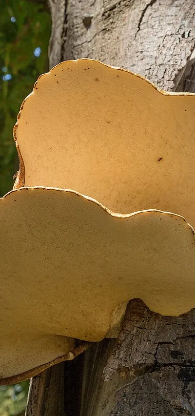 Bracket fungi on Horse Chestnut tree (Bottom view)